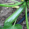Summer Squash - Black Beauty - St. Clare Heirloom Seeds - Photo Credit: Robert Duval