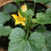 Summer Squash - Black Beauty - St. Clare Heirloom Seeds - Photo Credit: Sue Brown