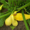 Summer Squash - Early Summer Crookneck - St. Clare Heirloom Seeds