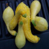 Summer Squash - Early Summer Crookneck - St. Clare Heirloom Seeds