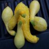 Summer Squash - Early Summer Crookneck - St. Clare Heirloom Seeds