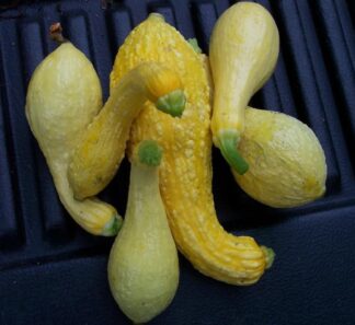 Summer Squash - Early Summer Crookneck - St. Clare Heirloom Seeds