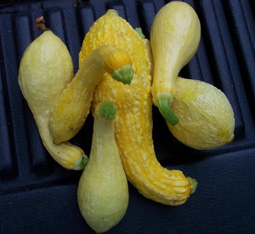 Summer Squash - Early Summer Crookneck - St. Clare Heirloom Seeds