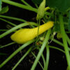 Squash, Summer - Early Summer Crookneck - St. Clare Heirloom Seeds