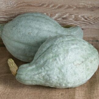 Squash, Winter - Blue Hubbard - St. Clare Heirloom Seeds