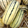 Squash, Winter - Delicata - St. Clare Heirloom Seeds