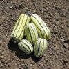 Squash, Winter - Delicata - St. Clare Heirloom Seeds