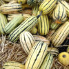 Squash, Winter - Delicata - St. Clare Heirloom Seeds