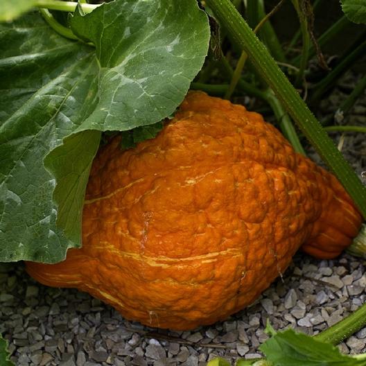 Squash, Winter - Hubbard Golden - St. Clare Heirloom Seeds