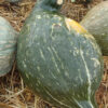 Squash, Winter - Hubbard True Green - St. Clare Heirloom Seeds