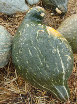Squash, Winter - Hubbard True Green - St. Clare Heirloom Seeds