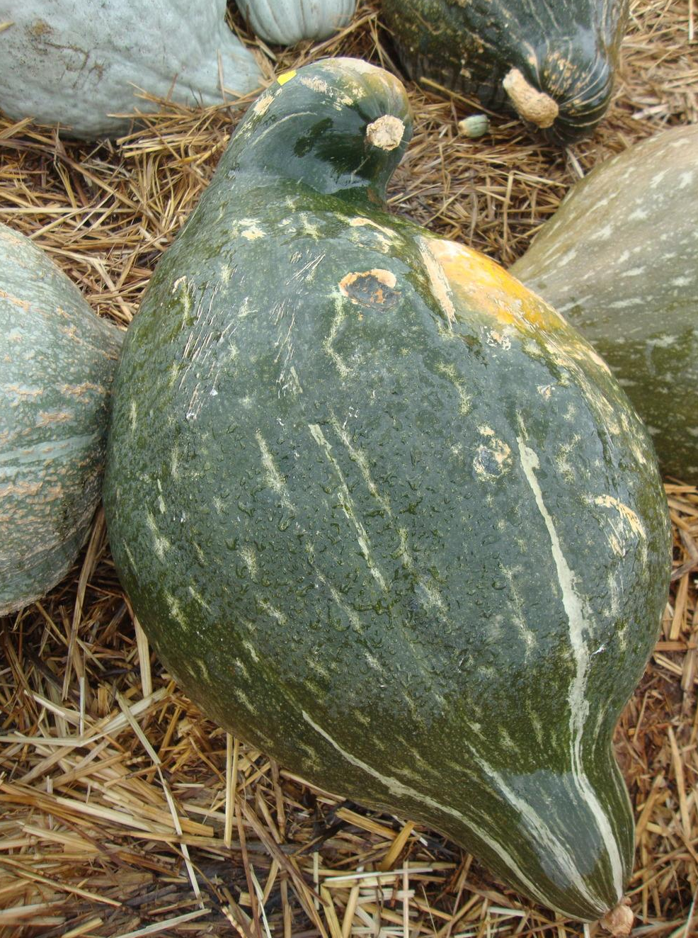 Squash, Winter - Hubbard True Green - St. Clare Heirloom Seeds