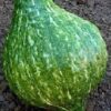 Squash, Winter - Hubbard True Green - St. Clare Heirloom Seeds