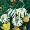 Squash, Winter - Sweet Dumpling - St. Clare Heirloom Seeds