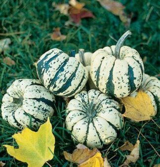 Squash, Winter - Sweet Dumpling - St. Clare Heirloom Seeds
