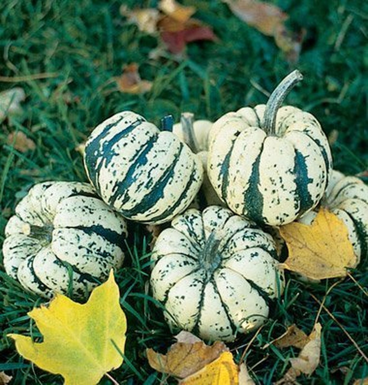 Squash, Winter - Sweet Dumpling - St. Clare Heirloom Seeds