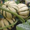 Squash, Winter - Sweet Dumpling - St. Clare Heirloom Seeds
