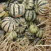 Squash, Winter - Sweet Dumpling - St. Clare Heirloom Seeds