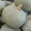 Squash, Winter - Sweet Meat - St. Clare Heirloom Seeds