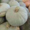 Squash, Winter - Sweet Meat - St. Clare Heirloom Seeds