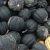 Squash, Winter - Table Queen Acorn Bush - St. Clare Heirloom Seeds