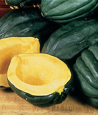Squash, Winter - Table Queen Acorn Bush - St. Clare Heirloom Seeds