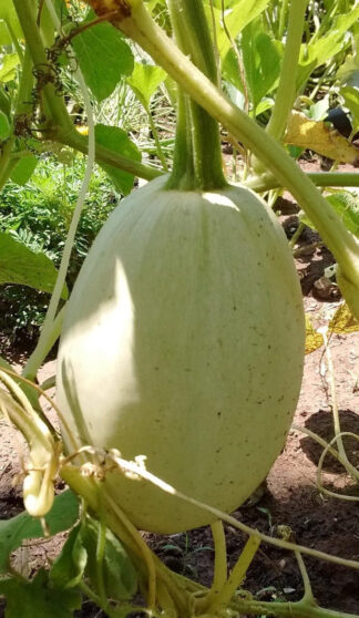 Squash, Winter - Vegetable Spaghetti - St. Clare Heirloom Seeds