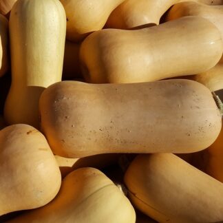 Waltham Butternut Squash - St. Clare Heirloom Seeds