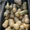 Squash, Winter - Waltham Butternut - St. Clare Heirloom Seeds - Photo credit Cheryl Netter