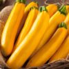 Summer Squash - Golden Zucchini
