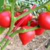 Tomato - Ann Russian - St. Clare Heirloom Seeds