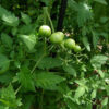 Tomato, Cherry - Black Cherry Immature Fruit - St. Clare Heirloom Seeds