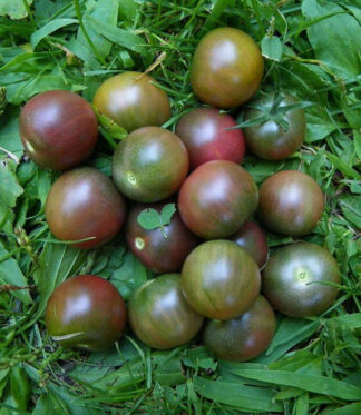 Tomato, Cherry - Black Cherry - St. Clare Heirloom Seeds
