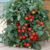 Tomato, Cherry - Tumbler Cherry - St. Clare Heirloom Seeds