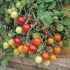 Tomato, Cherry - Tumbler Cherry - St. Clare Heirloom Seeds
