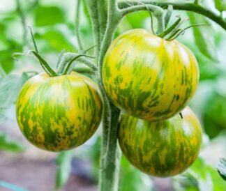 Tomato, Green - Green Zebra - St. Clare Heirloom Seeds