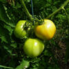 Tomato, Orange and Yellow - Golden Jubilee - St. Clare Heirloom Seeds