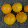 Tomato, Orange and Yellow - Golden Jubilee - St. Clare Heirloom Seeds