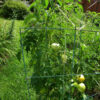 Tomato, Orange and Yellow - Golden Jubilee Plants - St. Clare Heirloom Seeds