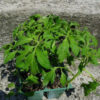 Tomato, Orange and Yellow - Golden Jubilee Young Plants - St. Clare Heirloom Seeds