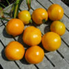 Tomato, Orange and Yellow - Golden Jubilee - St. Clare Heirloom Seeds