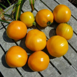 Tomato, Orange and Yellow - Golden Jubilee - St. Clare Heirloom Seeds