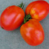 Tomato, Paste - Amish Paste - St. Clare Heirloom Seeds