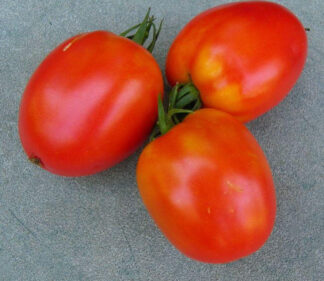 Tomato, Paste - Amish Paste - St. Clare Heirloom Seeds