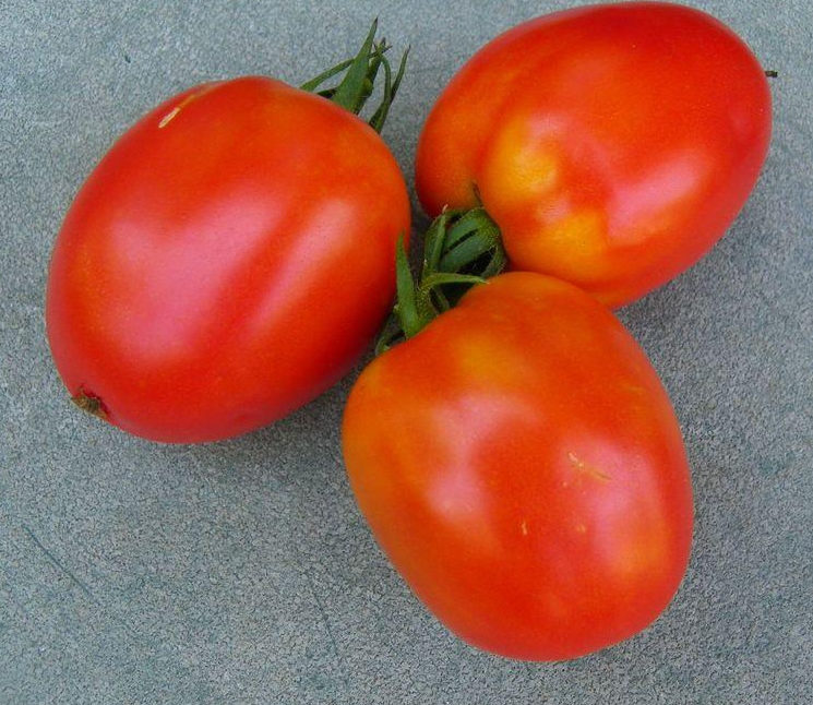 Tomato, Paste - Amish Paste - St. Clare Heirloom Seeds