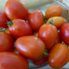 Tomato, Paste - Amish Paste - St. Clare Heirloom Seeds