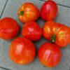 Tomato, Paste - Amish Paste - St. Clare Heirloom Seeds