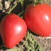 Anna Russian Tomato - St. Clare Heirloom Seeds
