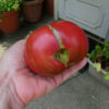 Tomato, Pink and Purple - Cherokee Purple - St. Clare Heirloom Seeds