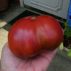Tomato, Pink and Purple - Cherokee Purple - St. Clare Heirloom Seeds
